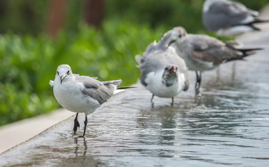 Seagulls bathing