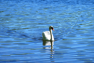 Schwan auf Wasser