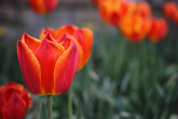 In Bloom