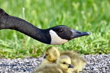 Obraz premium Canadian goose chick (Branta canadensis)