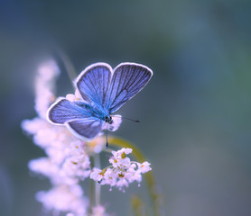 Papillon bleu
