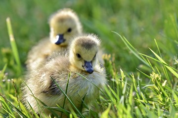 Canadian goose chick (Branta canadensis)