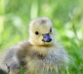 Canadian goose chick (Branta canadensis)