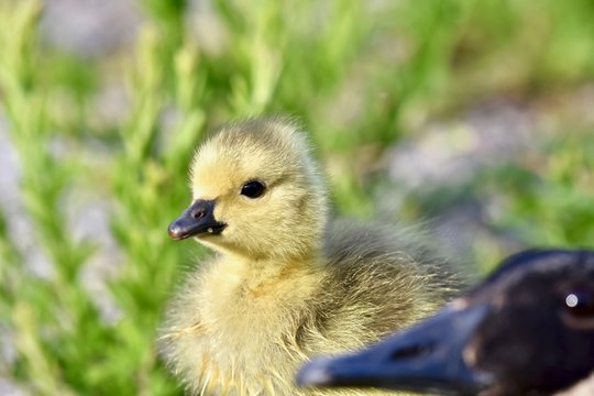 Canadian goose chick (Branta canadensis)