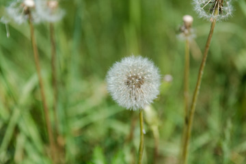 dandelion in the field. Dandelion dry. Dandelion in the summer.