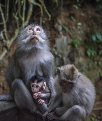 Sacred Monkey Forest Sanctuary (Ubud) Mother and Baby