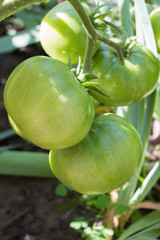 ripen green tomatoes