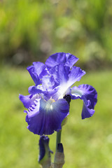 Iris, single violet flower blooming in a garden, close up.
