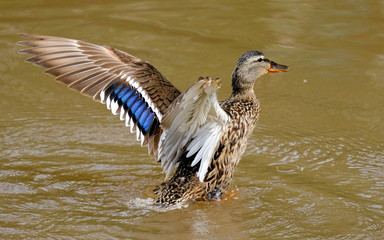 Ente mit Flügelschlag