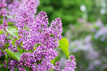 Nature background with lilac flowers. Lilac garden.