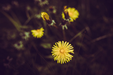 Mniszek pospolity zwany również dmuchawcem © Leszek