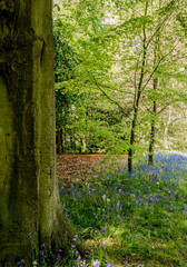 Bluebells in woods at Rufford Old Hall, Rufford, Lancashire, UK