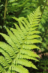 Feuille de fougère
