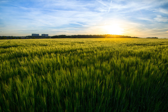 Wide green grain fields at sunset with blue sky and forest