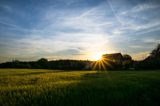 Sunset over a farmers house behind green fields of grain with blue sky