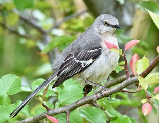 Northern mockingbird (Mimus polyglottos) perched on a branch