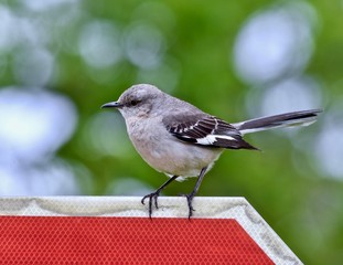 Northern mockingbird (Mimus polyglottos) perched on a stop sign