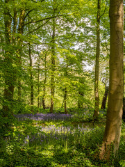 Fototapeta na wymiar Bluebells in woods at Rufford Old Hall, Rufford, Lancashire, UK