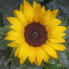 Sonnenblume, quadratisch