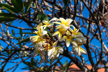Yellow and white plumeria flowers on the tree in the garden of tropical Bali island, Indonesia.