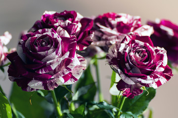 Candy Red Striped Roses