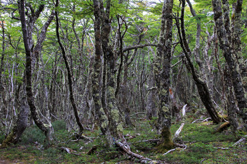 Fototapeta premium Lenga beech tree forest, Nothofagus Pumilio, Reserva Nacional Laguna Parrillar, near Punta Arenas, Patagonia, Chile