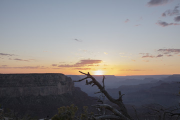A Branch In the Sunset