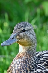 Mallard duck (Anas platyrhynchos) hen