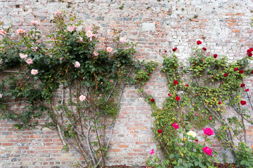 Rose Garden