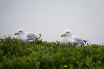 Two sitting and sea birds european herring gulls or seagulls in the fresh grass on the cliff of german island Helgoland in the North sea. Picture is taken in the spring early morning with cloudy skies