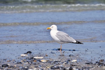 European herring gull or seagull on the pebble beach of North Sea waiting for food. Picture taken in spring sunny day. It breeds across Northern, Western, Central Europe, Scandinavia and Baltic states