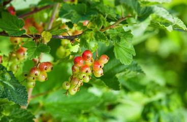 On the bushes of currants hang ripe, red berries in the garden in the summer.