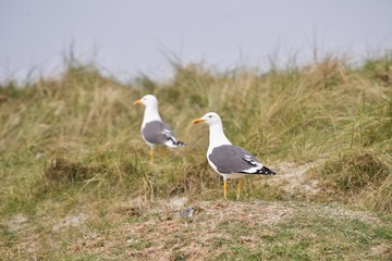 Picture of two breeding plumaged adult seagulls or european herring gulls, Larus argentatus, on the grass sand dunes on coast of german island Heligoland in North sea in nesting site during nesting.