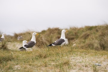 Picture of two breeding plumaged adult seagulls or european herring gulls, Larus argentatus, on the grass sand dunes on coast of german island Heligoland in North sea in nesting site during nesting.