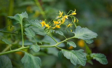 A bush of a flowering tomato close-up in the garden.