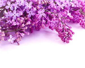 Bouquet of purple lilacs on a white background