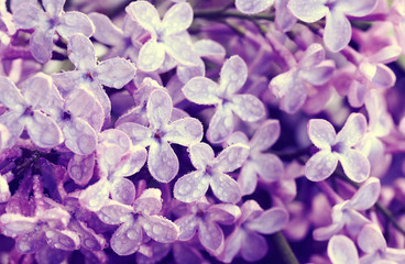 Flowers violet lilac in water droplets