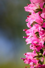 Spikes of pink Veronica flowers, selective focus