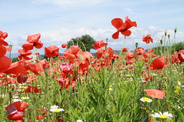 fleurs de champs 2017/cc