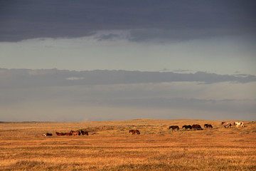 Fototapeta na wymiar Wild horses, near Porvenir, Tierra Del Fuego, Patagonia Chile
