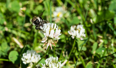 biene auf weißem klee, apis mellifera