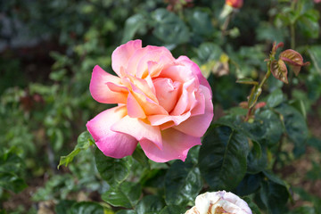 Rose Garden
