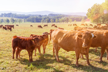 Rinder auf der Sommerweide im Thüringer Wald