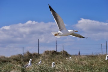 Detailed Picture of the flying seagull or european herring gull over the nesting site in the grass covered sand dunes on the coast of North sea in the german island Heligoland during the nesting. 