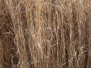 grass