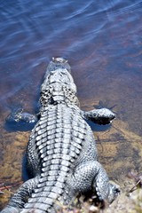 American alligator (Alligator) basking in the sun on the edge of a wetland area