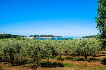 Fototapeta na wymiar Olivenbäume an der Adriaküste