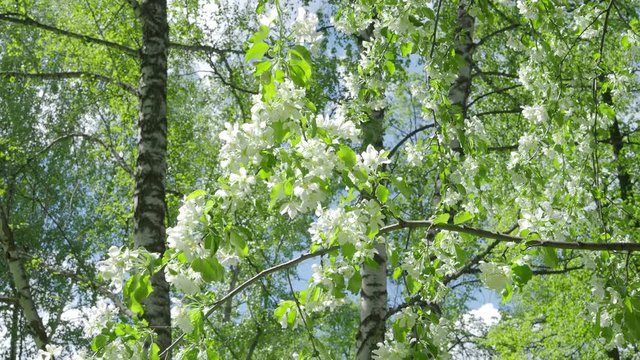 4k blossoming apple tree, white flowers in the spring in the spring