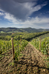 Fototapeta na wymiar Tuscany Vineyard