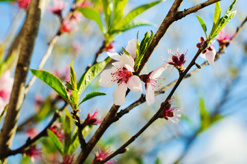Blossom tree over nature background